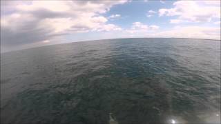 3 minutes of pure bliss Bow Riding Bottlenose Dolphins Farne Islands [upl. by Orly521]