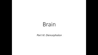 Brain diencephalon [upl. by Ilowell839]