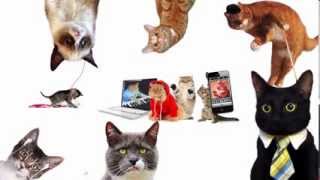 Social MeowDia Explained  Internet Famous Cats explaining Social Media [upl. by Quinton242]