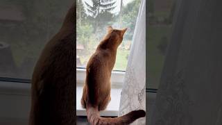 😍Funny😍kitten amp romantic mood funny shorts funnyvideo shortvideo comedy [upl. by Syhr]