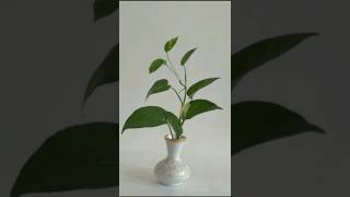 Money Plant Decoration 🌱 shorts ytshorts viralvideo diy plants youtubeshorts fypシ゚viral home [upl. by Esinal846]