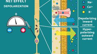 Phototransduction and Visual processing [upl. by Pascasia]