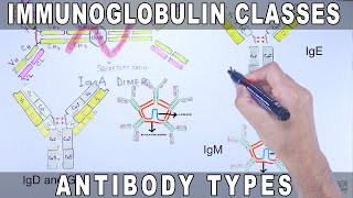 Immunoglobulin Isotypes  Antibody Classes [upl. by Kumagai644]