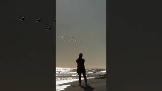 AirShow Huntington Beach California shorts airplane plane cuocsongmy maybay beach enjoy [upl. by Ramo]