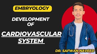 Cardiovascular system development  Primary and Secondary heart fields  Embryology [upl. by Yeldoow]