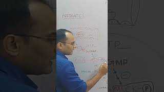 Nitrates inhibit the phosphorylation of myosin light chain kinase [upl. by Sinnard]