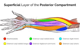 superficial muscles of the forearm posterior compartment  anatomy of forearm muscles [upl. by Gnuhn887]