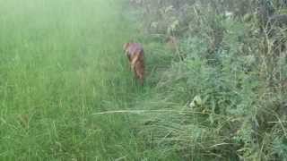 Irish red setter hunting pheasants working breed [upl. by Lamak560]