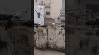 Sardiyo ka shok kabutaro ka shorts short shortvideo shortsvideo pigeon shortsfeed birds pets [upl. by Ramsey850]