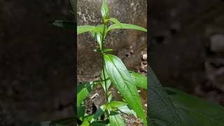 കിരിയാത്ത് നിലവേപ്പ് Andrographis paniculata [upl. by Henri]