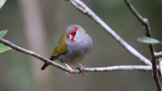 Atherton Tablelands Birdwatching Cabin  Wondecla Queensland [upl. by Eldwen]