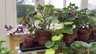 How to overwinter geraniums and pelargoniums [upl. by Ahsekal326]