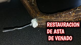 BREACK ANTLER Como restaurar las astas taxidermy [upl. by Cornia]