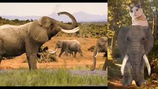 Thats Elefantastic Sydney Cat 🐘 ASMR soothing nature animals joyful music silent livestream [upl. by Wildermuth142]