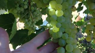 HOW TO KNOW WHEN GREEN GRAPES ARE RIPE [upl. by Ahseenal]