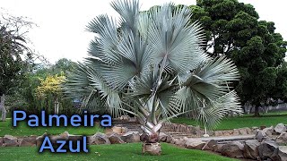 TIRE TODAS SUAS DÚVIDAS SOBRE A PALMEIRA AZUL BISMARCKIA NOBILIS [upl. by Isahella]