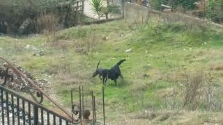 Rottweiler Pitbull real fight [upl. by Minica]