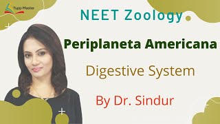 Periplaneta Americana 3Digestive System Of Cockroach  NEET Zoology Class XI English DrSindur [upl. by Ais]