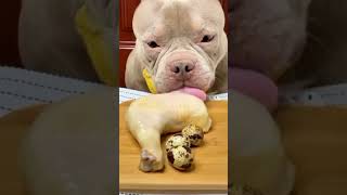 Dog Reviews Food shorts DogReviewsFood [upl. by Napoleon]