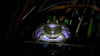 Barking Treefrog Hyla gratiosa calling [upl. by Alic472]