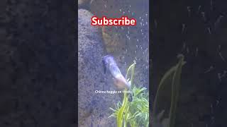 😱Sea Horse giving birth😳seahorse horse birth seahorsegivingbirthyt shorts shortsfeed viral [upl. by Dorfman100]