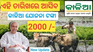 Kalia Yojana Big Update 4th December। kalia next installment date। kalia Yojana New Apply। Odisha Tv [upl. by Neff213]