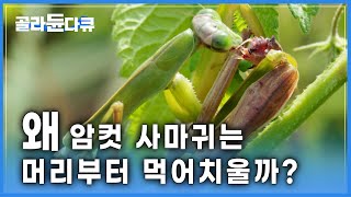 머리로는 죽는걸 알면서도 성욕을 이길 수 없는 수컷 사마귀의 최후│암컷 사마귀가 머리부터 먹어치우는 이유│목숨과 욕망 사이│골라듄다큐 [upl. by Pentheam]