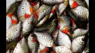 Criatório de peixes alevinos de tambaqui ou caranhas [upl. by Nytsud]