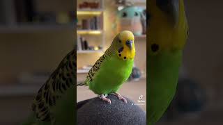 Kiwi the parakeet makes up his own phrases [upl. by Nodnyl]