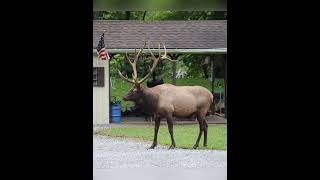 BENEZETTE PA ELK [upl. by Bernadette]