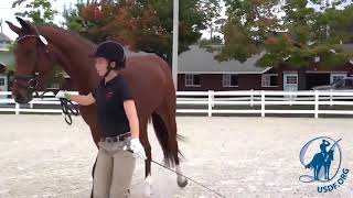 Introduction to Sport Horse In Hand Classes [upl. by Nihs64]