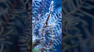 Ghost pipefish in the feather star macro underwater nature scubadiving youtubeshorts bali [upl. by Iah777]