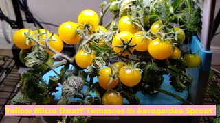 Grow Yellow Micro Dwarf Tomato in Aerogarden Sprout [upl. by Ioved]