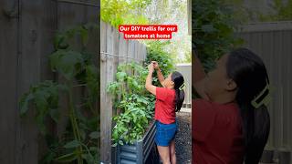 DYI trellis for our tomatoes Our Tomatoes garden australia gardening tomatogarden minivlog [upl. by Monroe565]