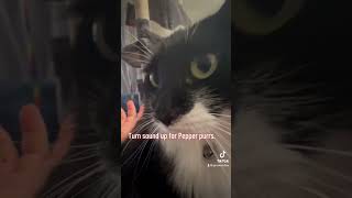 Enjoy some Pepper purrs catsofyoutube cutecat catpurring [upl. by Ahsir]