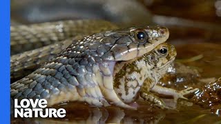 Poisonous Frog Fends Off Snake With Its Toxins [upl. by Leviralc]