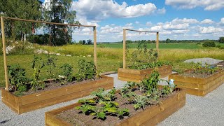 Planting out My Summer Vegetable Garden  Wins amp Losses [upl. by Amalea]