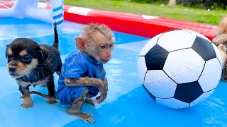 DoDo Monkey Becomes a Soccer Player [upl. by Renrew94]