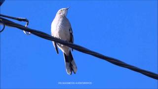 HQ Canto de Mimus saturninus Calandria Grande HD [upl. by Tucker486]