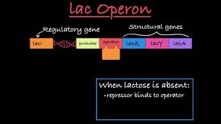 The lac Operon Positive and Negative Control [upl. by Juback225]