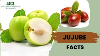 Jujube Facts Ziziphus jujuba Facts [upl. by Delila]