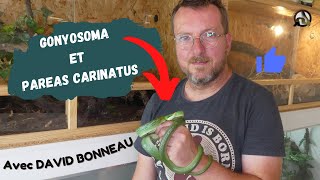 Visite chez DAVID BONNEAU 3  GONYOSOMA et PAREAS CARINATUS [upl. by Fiann]