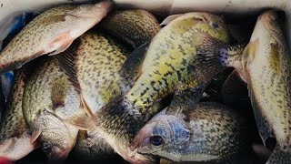 CREEK CRAPPIE FISHING 101🎣LIMIT IN JON BOAT‼️ CREEK CRAPPIE 2024‼️ [upl. by Anirod913]