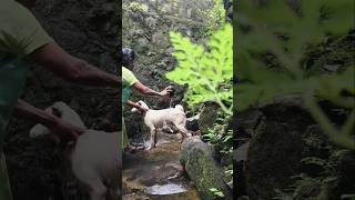 കുളി സീൻ 🦮🐕‍🦺dogs shortvideo malayalam channel doglover dog viralshort vlog shots shorts [upl. by Gierc781]