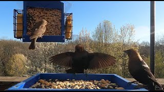 Courting Cowbirds with a unique sound [upl. by Garold]