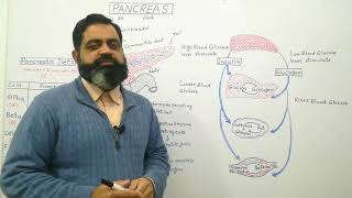 Pancreatic Islets English medium profmasoodfuzail Anatomy of Pancreas  Diabetes  Insulin [upl. by Sibylla272]