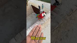 Macaw Parrot Buy Kr Lea parrot [upl. by Atinauj291]