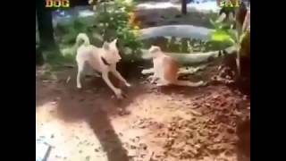 Cachorro dando voadora em gato Cãopoeira [upl. by Ivie]