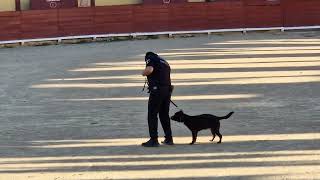 Jornada portes obertes policia local pel seu 150 aniversari unitats canines 3 de 3 Vinaròs News [upl. by Anirtal]