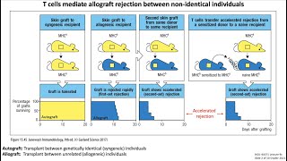 Lecture 9c Transplantation Immunology [upl. by Dieter]